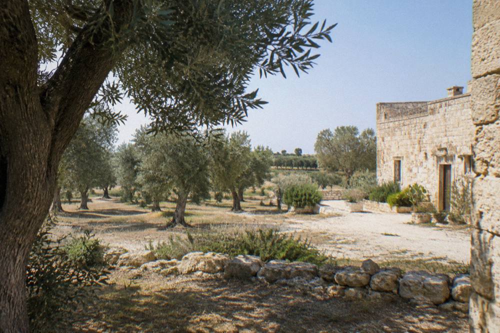 An olive grove and masseria farmhouse in the Salento countryside near Lecce