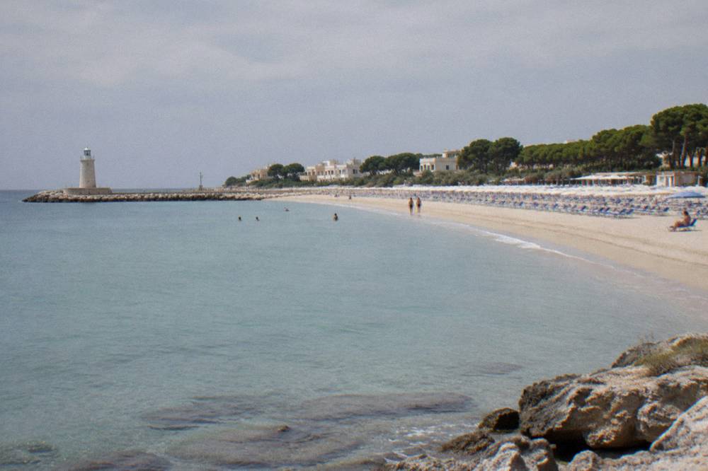 Rows of umbrellas and sunbeds on a sandy beach with a pine wood behind