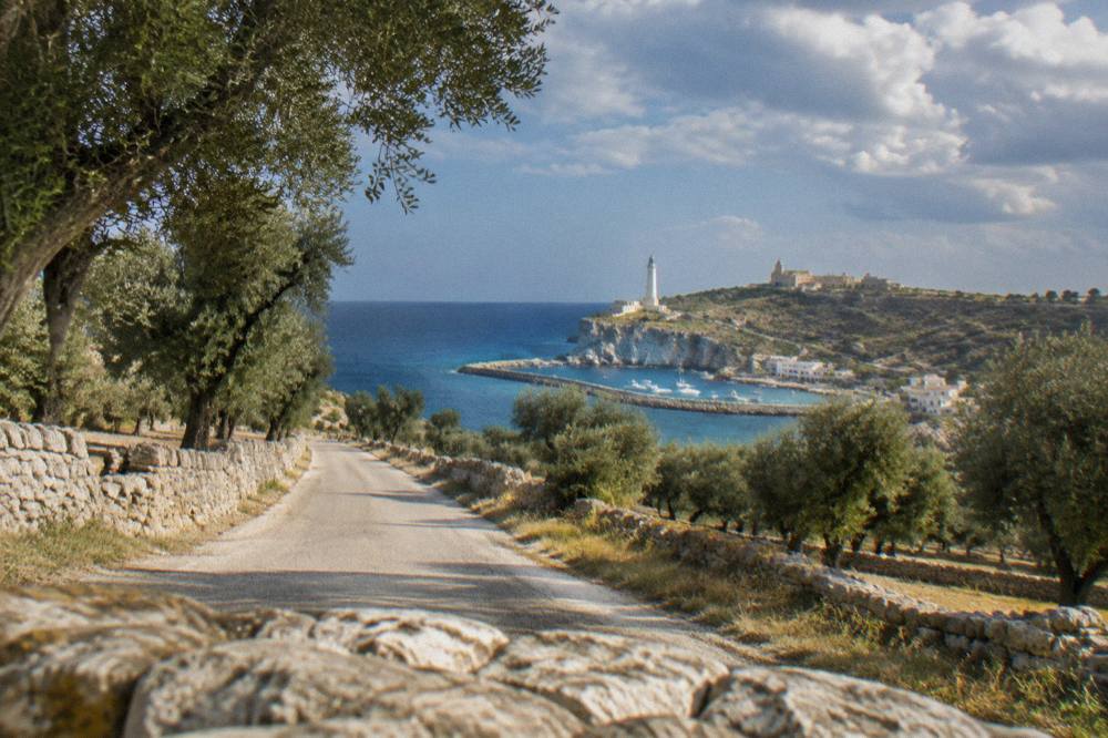 An empty country road through olive groves in southern Salento leading toward the coast