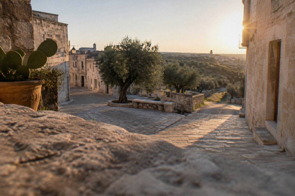 A country road lined with ancient olive trees in the Salento countryside